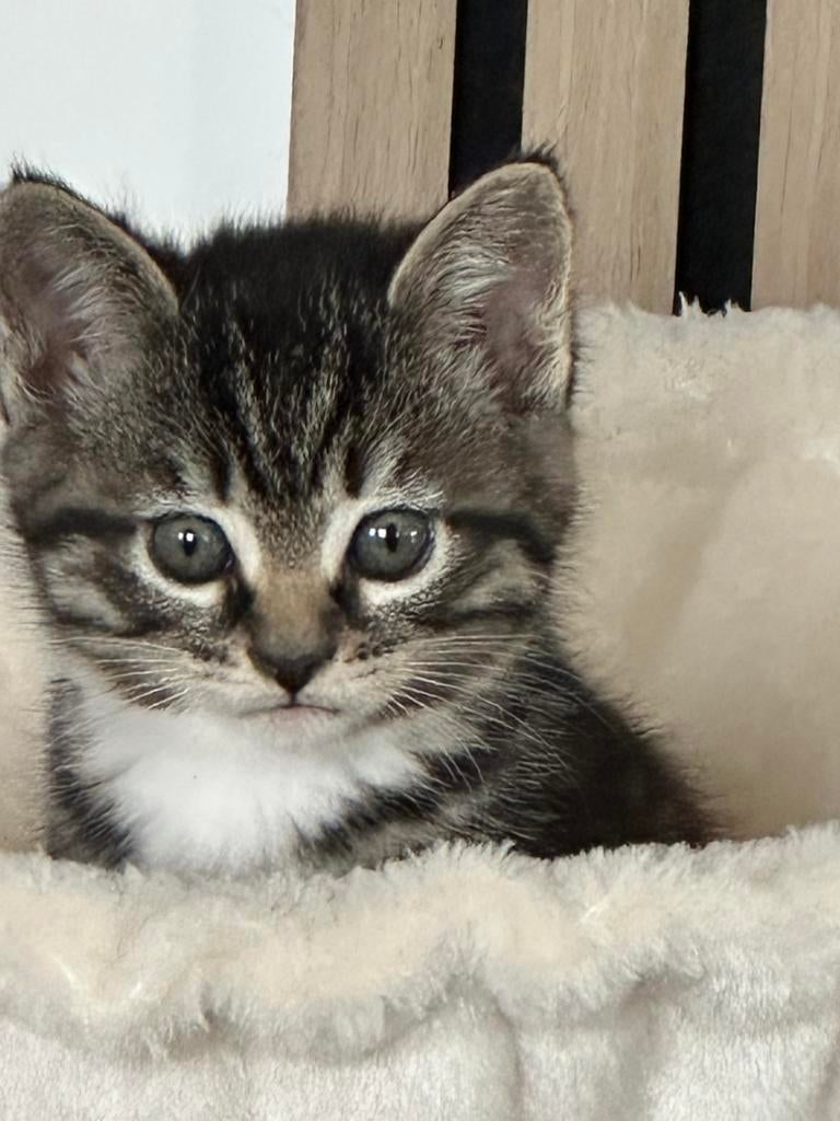 Lieve knuffel kittens Heilige Birmaan x Maine  Coon, Dieren en Toebehoren, 0 tot 2 jaar