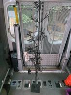 Kerstboom       µ1m, Diversen, Kerst, Ophalen