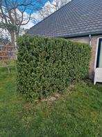 Japanse hulst haag, Ophalen, Hulst, Minder dan 100 cm