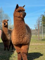 Alpaca hengst - wandel alpaca  , nieuwschierig, Dieren en Toebehoren, Overige Dieren, Juni, Mannelijk