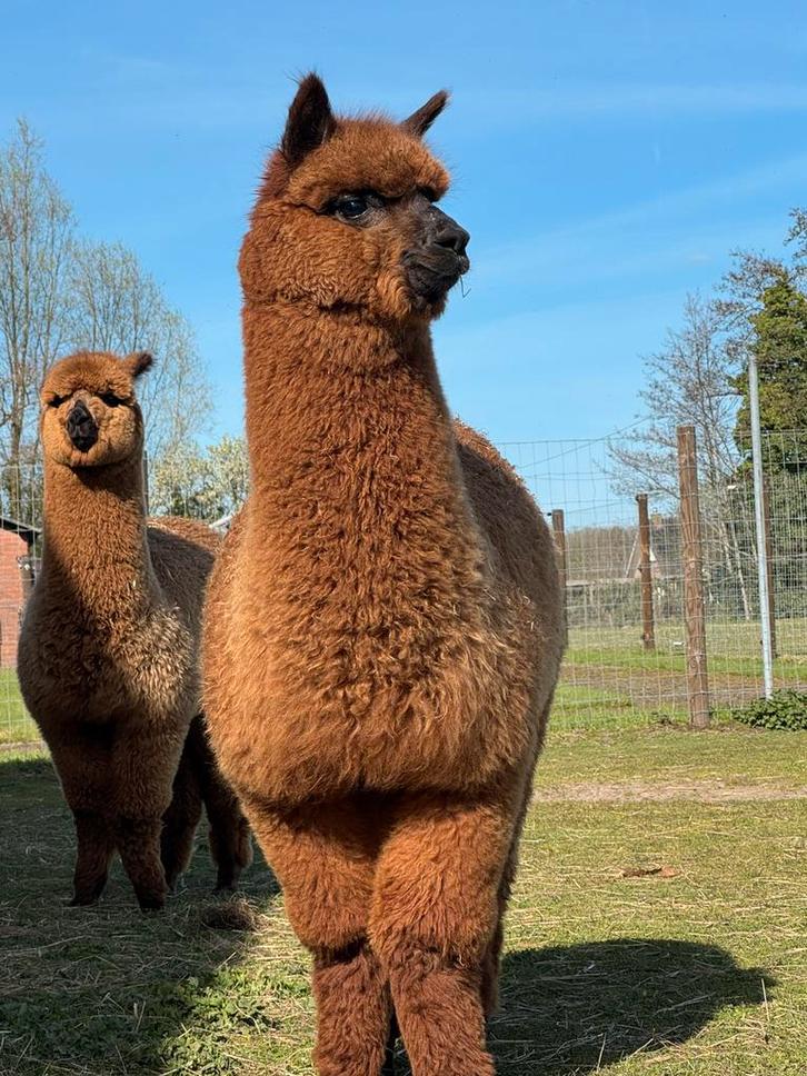 Alpaca hengst - wandel alpaca  , nieuwschierig, Dieren en Toebehoren, Overige Dieren, Mannelijk, Juni