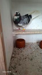 Takla duif, Vrouwelijk, Kropper