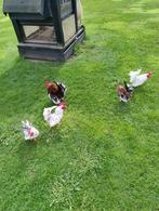 Serama haantjes, Dieren en Toebehoren, Mannelijk, Kip