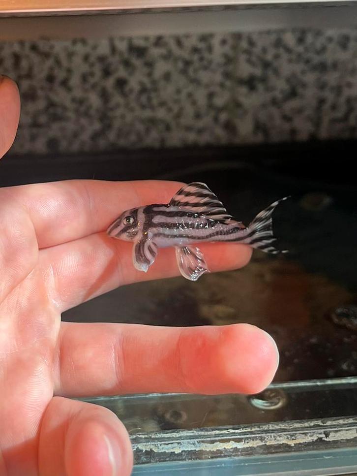 L046 Zebra pleco - Prachtige Meervallen!, Dieren en Toebehoren, Vissen | Aquariumvissen, Vis