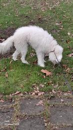 Labradoodle teef, Dieren en Toebehoren, Poedel, CDV (hondenziekte), 1 tot 2 jaar, Teef