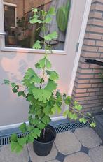 🪴 GINKGO BILOBA JAPANSE NOTENBOOM TUIN VASTE PLANT STRUIK, 100 tot 250 cm, Zomer, Volle zon, In pot