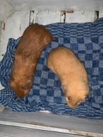 Tamme cavia beertjes, Dieren en Toebehoren, Knaagdieren, Cavia, Mannelijk, Tam, Oktober
