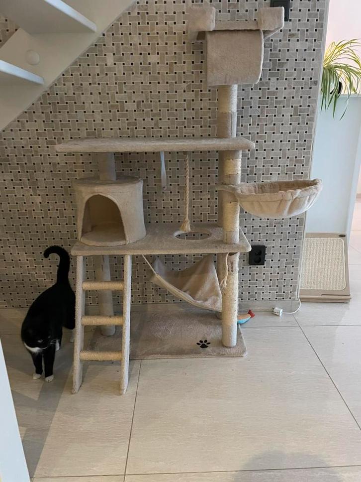 Nieuw baasje gezocht voor onze poes, Dieren en Toebehoren, Katten en Kittens | Raskatten | Korthaar, Poes