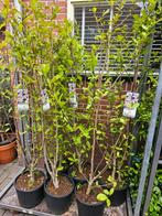 Magnolia struik / beverboom meerstammig Kobus - 2 voor €100