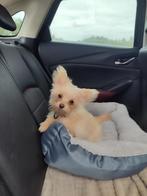 Teefje, Dieren en Toebehoren, Honden | Chihuahua's en Gezelschapshonden, Rabiës (hondsdolheid), Overige rassen, 8 tot 15 weken