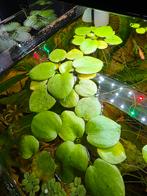 Mooi gezonde drijfplanten amazone kikkerbeet, Ophalen, Nieuw, Plant(en), Steen of Hout