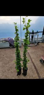 hedera greenripple bossig bladhoudent.groen kleinbladdig, Ophalen of Verzenden, Overige soorten, 100 tot 250 cm