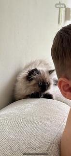 Pers kitten perzische kitten sealpoint, Dieren en Toebehoren, Katten en Kittens | Raskatten | Langhaar, Poes, Ontwormd