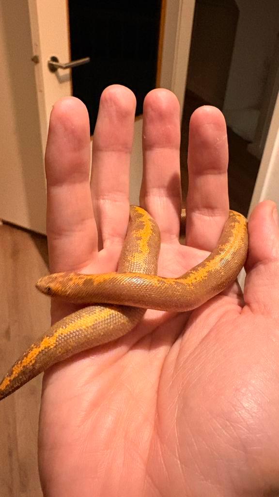 Zandboa (Eryx colubrinus) 2025 | 0.1 Stripe 66% het Snow