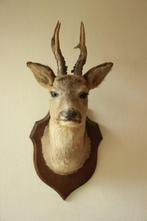 Taxidermie Opgezette Reeënkop met gewei, Verzamelen, Dierenverzamelingen, Ophalen of Verzenden, Gebruikt, Hert, Gewei of Kop