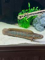 Channa Asiatica volwassen, Dieren en Toebehoren, Vissen | Aquariumvissen, Vis, Zoetwatervis, Schoolvis