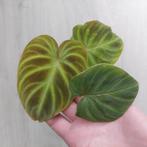 Philodendron Verrucosum plantje, Huis en Inrichting, Kamerplanten, Ophalen of Verzenden, Overige soorten, Minder dan 100 cm