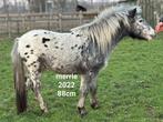 Te koop mini merrie's, Dieren en Toebehoren, Pony's, Merrie, Niet van toepassing, 0 tot 2 jaar, Gechipt
