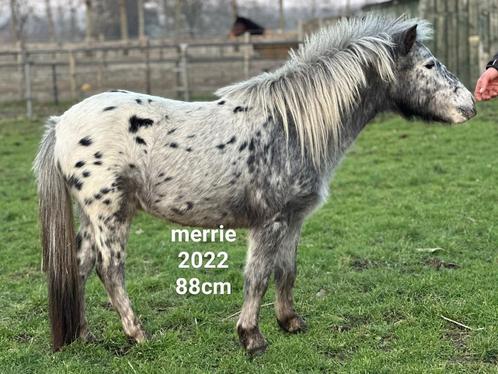 Te koop mini merrie's, Dieren en Toebehoren, Pony's, Merrie, Niet van toepassing, Recreatiepony, 0 tot 2 jaar, Gechipt, Ontwormd