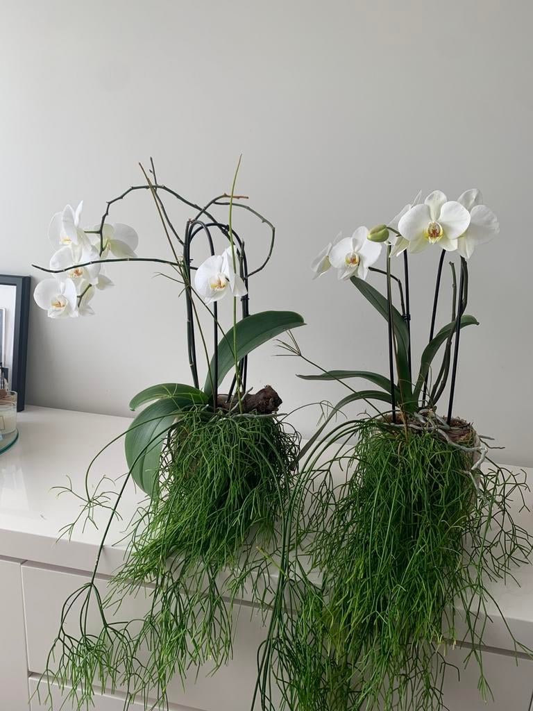Orchideeën in pot, Huis en Inrichting, Kamerplanten, Ophalen of Verzenden, In pot, Halfschaduw, Minder dan 100 cm