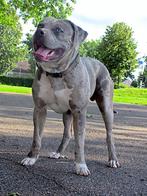 american bully XL Dekreu, Dieren en Toebehoren, Honden | Dekreuen, Particulier, Rabiës (hondsdolheid), Buitenland, 1 tot 2 jaar