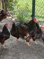 3 Wyandotte kriel hanen, Dieren en Toebehoren, Mannelijk, Kip