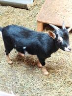 Black and tan dwergbok, dekbok, Dieren en Toebehoren, Schapen, Geiten en Varkens, Mannelijk