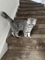 100% Britse korthaar kitten, Dieren en Toebehoren, Katten en Kittens | Overige Katten