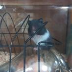 Goudhamster baby's, Dieren en Toebehoren, Knaagdieren, Hamster, Meerdere dieren, Tam, September