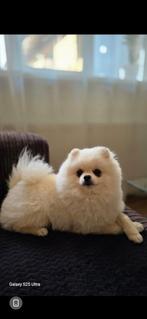 Dekreu Pomeriaan (niet te koop), Dieren en Toebehoren, Particulier, Rabiës (hondsdolheid), Reu, 1 tot 2 jaar