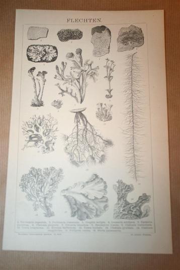 Antieke prent - Korstmossen - circa 1885 !! beschikbaar voor biedingen