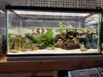 Mooi aquarium, Dieren en Toebehoren, Vissen | Aquaria en Toebehoren, Plant(en), Steen of Hout, Ophalen of Verzenden, Zo goed als nieuw