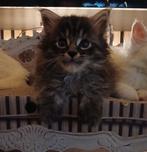 6 prachtige en ongelooflijk lieve mainecoon kittens, Dieren en Toebehoren, Katten en Kittens | Raskatten | Langhaar, Meerdere dieren