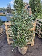 Olijfwilg haagplanten 125-150 cm direct beschikbaar, Ophalen of Verzenden, Overige soorten, Haag, 100 tot 250 cm