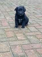 Herder/flatcoat x golden retriever reutje pups te koop, Dieren en Toebehoren, Rabiës (hondsdolheid), Reu, 8 tot 15 weken, Eén hond