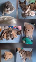 Europese x Noorse Boskat Kittens, Dieren en Toebehoren, Katten en Kittens | Overige Katten, Meerdere dieren
