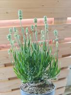 Lavendula Aromatische white Lavendel, Tuin en Terras, Planten | Tuinplanten, Volle zon, Vaste plant, Zomer, Ophalen