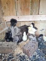 Kuikens, Dieren en Toebehoren, Pluimvee, Meerdere dieren, Kip