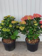 hydrangea macr. leuchtfeuer, Tuin en Terras, Zomer, Vaste plant, Overige soorten, Ophalen