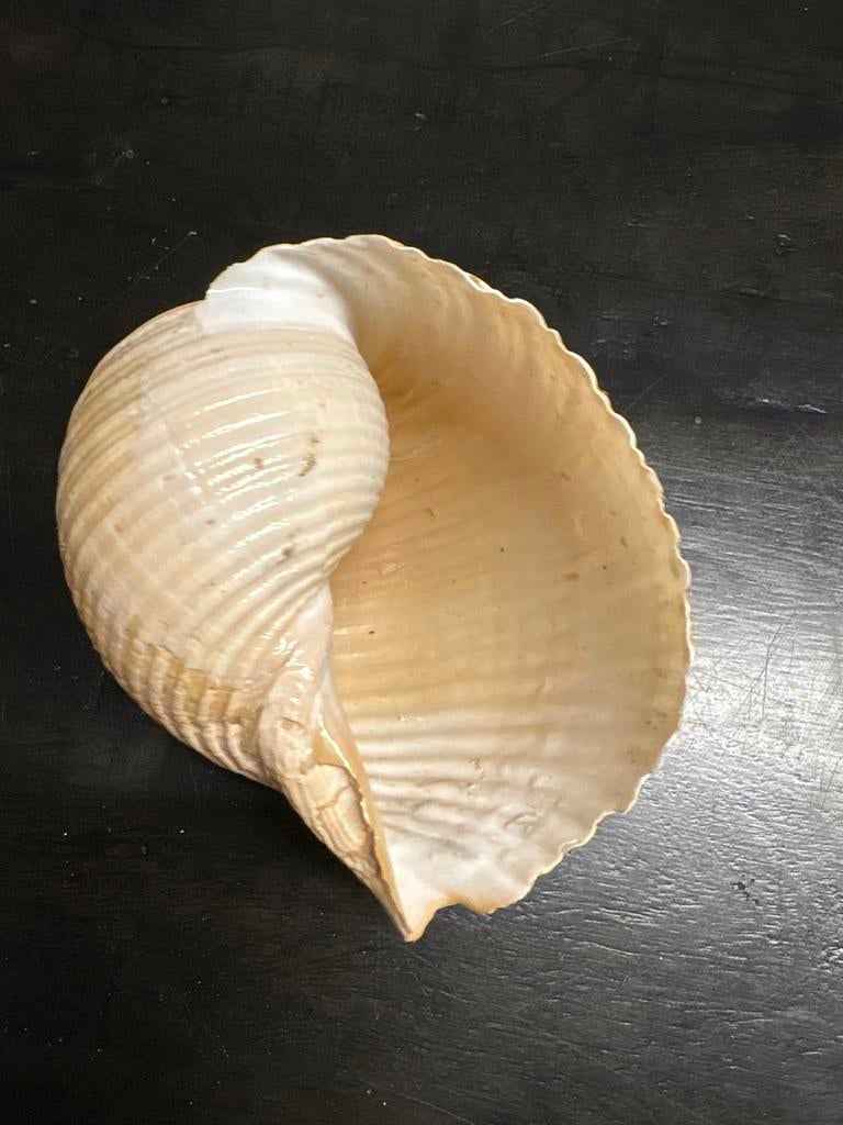 Mooie decoratieve schelp tonna galea, Ophalen of Verzenden, Schelp(en)