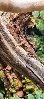 Gekraagde Anolis, Dieren en Toebehoren, Hagedis, 0 tot 2 jaar