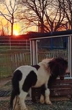 Hele lieve 3 jarig mini pony te koop., Dieren en Toebehoren, Pony's, Ruin, A pony (tot 1.17m)