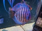 Discus 18cm rood turquoise, Dieren en Toebehoren, Vissen | Aquariumvissen, Vis
