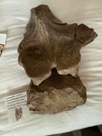 Mercuriceratops Gemini Wervel - Zeldzaam Fossiel, Verzamelen, Mineralen en Fossielen, Ophalen of Verzenden, Fossiel