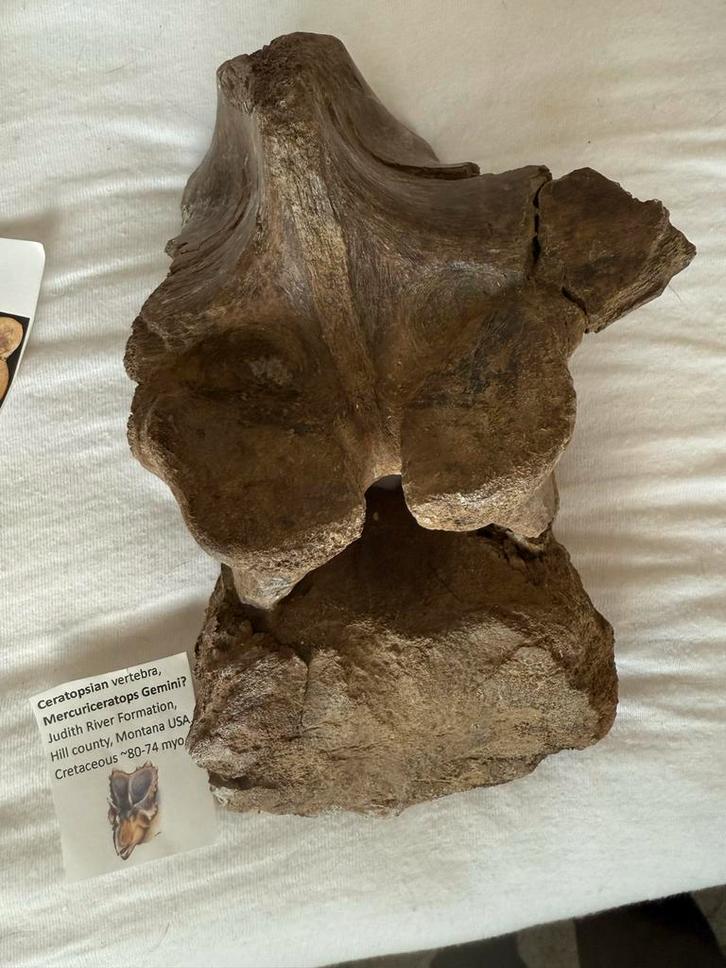 Mercuriceratops Gemini Wervel - Zeldzaam Fossiel, Verzamelen, Mineralen en Fossielen, Fossiel, Ophalen of Verzenden