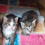 Supermooie kittens mogen nest verlaten, Dieren en Toebehoren, Katten en Kittens | Raskatten | Korthaar, Meerdere dieren, 0 tot 2 jaar