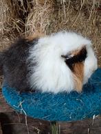 Ch teddy cavia, Dieren en Toebehoren, Knaagdieren, Mei, Vrouwelijk, Cavia