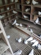 Hagenaars, Dieren en Toebehoren, Meerdere dieren, Overige soorten