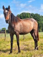 Jaarling merrie, Dieren en Toebehoren, Paarden, Merrie, Dressuurpaard, 0 tot 2 jaar