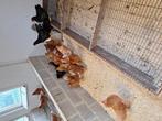 Legkippen Isa Brown, Dieren en Toebehoren, Pluimvee, Vrouwelijk, Kip